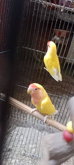 Latino Love birds Breeder Pair