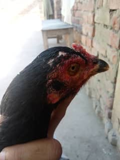 kile wali murgahi