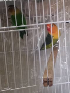 Love Birds