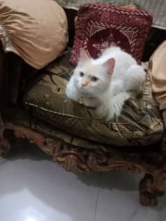 Persian cat for sale