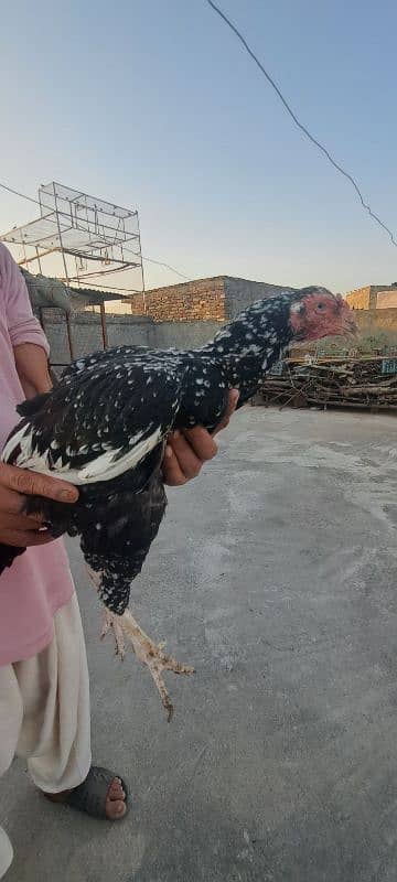 Mianwali Aseel For Sale 1
