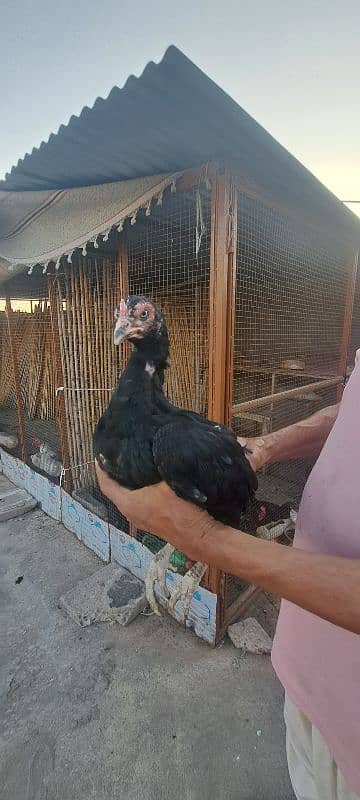Mianwali Aseel For Sale 2