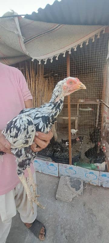 Mianwali Aseel For Sale 3