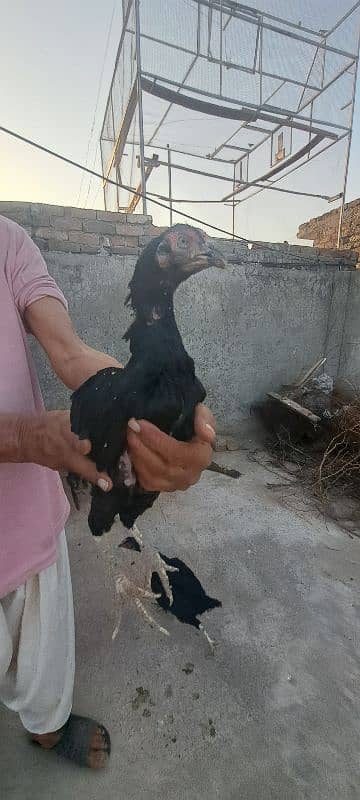 Mianwali Aseel For Sale 4