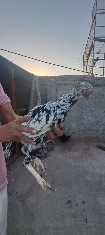 Mianwali Aseel For Sale 5