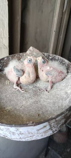 Cocktail Chicks Available for Handtame. 03036972118