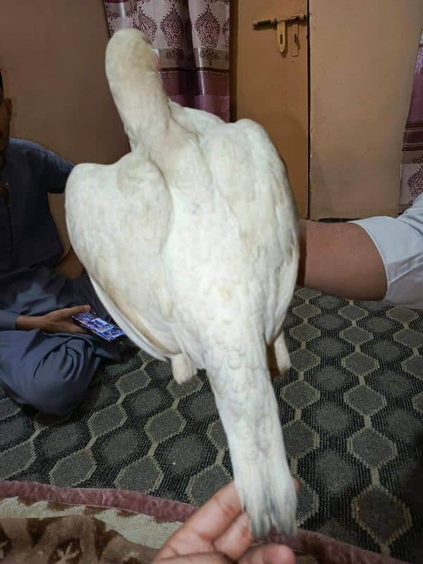 paper white madi ha 1