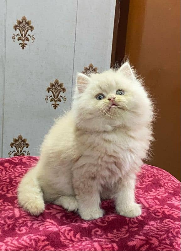 persian cats and kittens for sale wtsapp (0307/710/92/69) 6