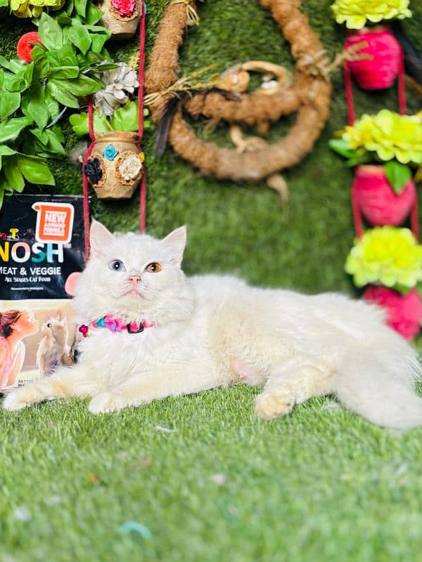 persian cats and kittens for sale wtsapp (0307/710/92/69) 11