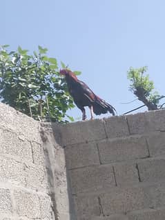 Aseel breeder male for sale in haripur urgent need for money healthy a