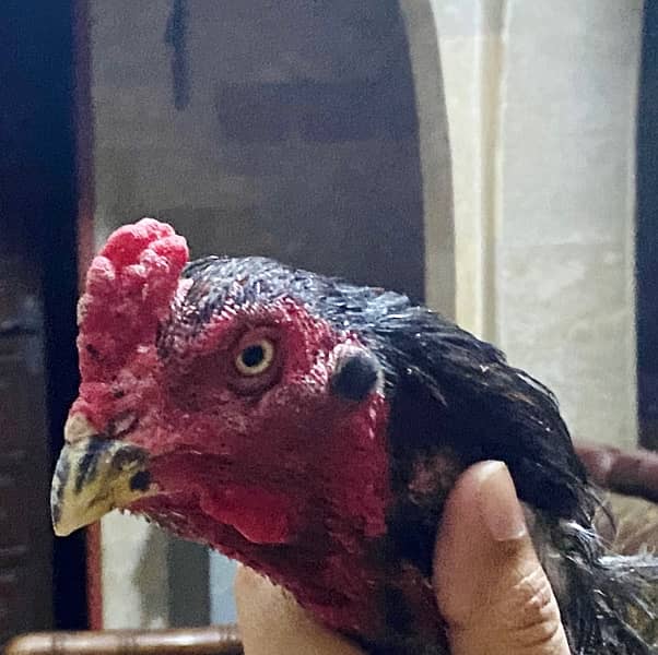 Burmi Bannet Thai Aseel Chicks 0