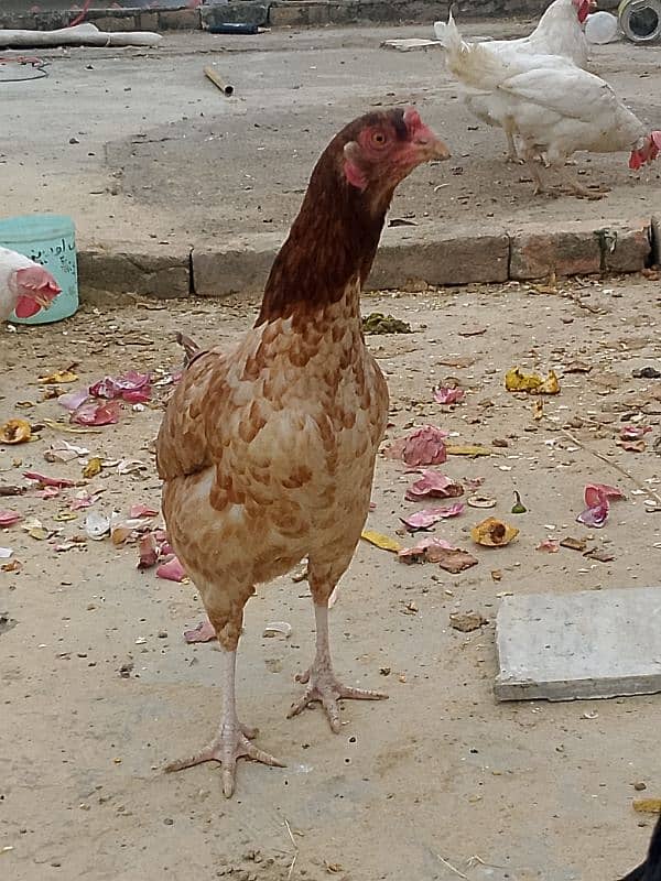 Beghum Aseel Murgha + Pure Aseel Hen White +Black Mianwali+Brown 7
