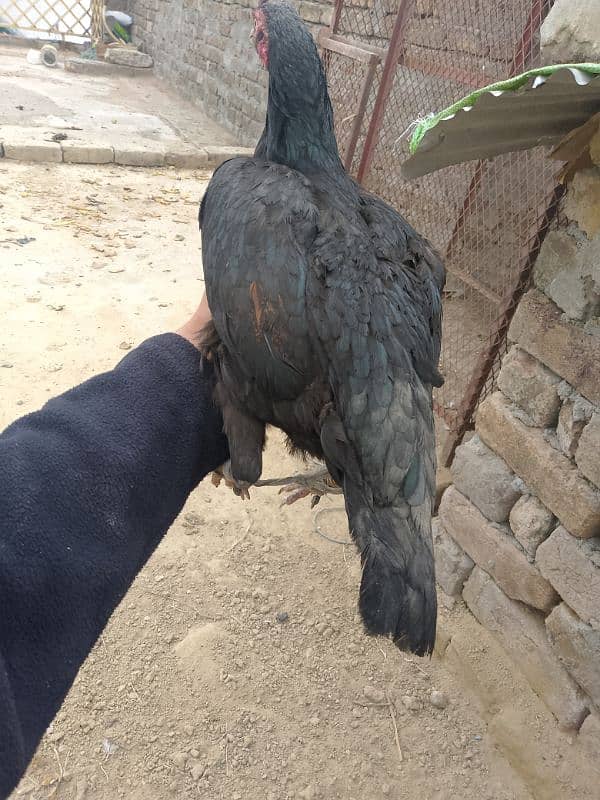 Beghum Aseel Murgha + Pure Aseel Hen White +Black Mianwali+Brown 9