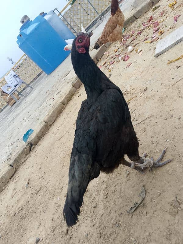 Beghum Aseel Murgha + Pure Aseel Hen White +Black Mianwali+Brown 11