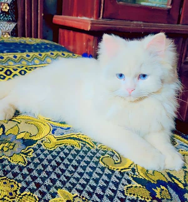 Persian Cat 0