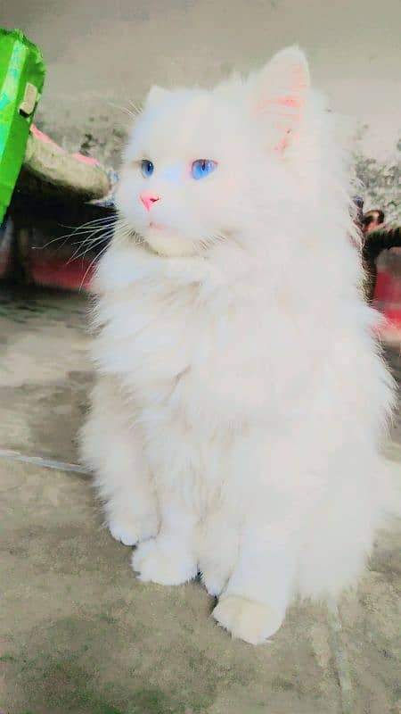 Persian Cat 1