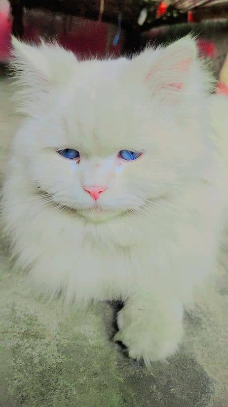 Persian Cat 2