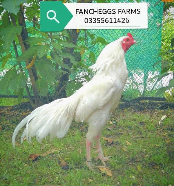 Paper White Heera Aseel Eggs & Chicks 0