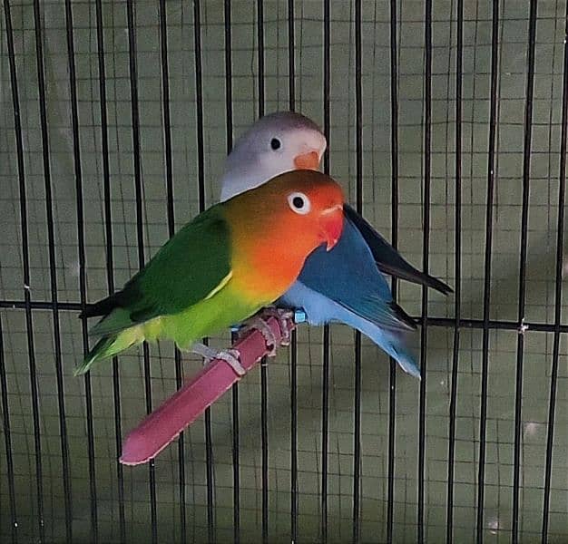 mix love birds Adult peice black eyes 0