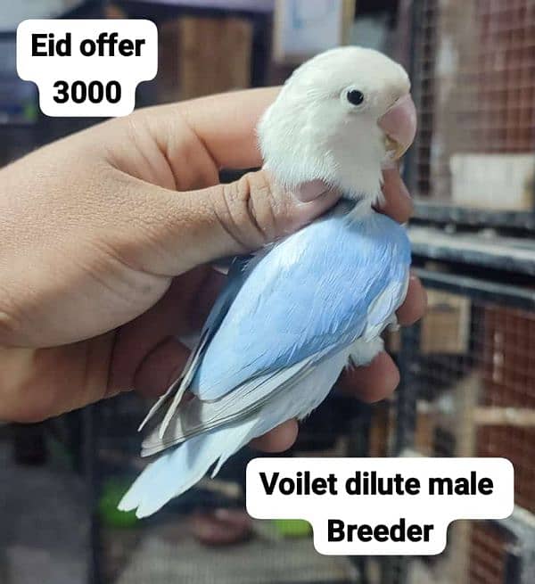 mix love birds Adult peice black eyes 5