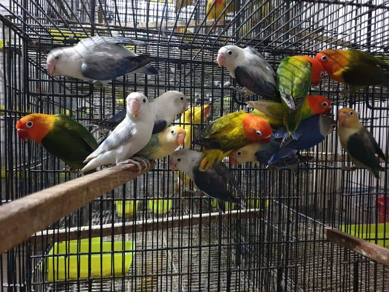 mix love birds Adult peice black eyes 6