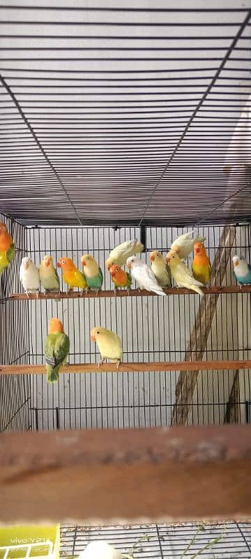 mix love birds Adult peice black eyes 7