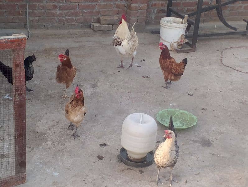 Pure Desi hens for sale 2