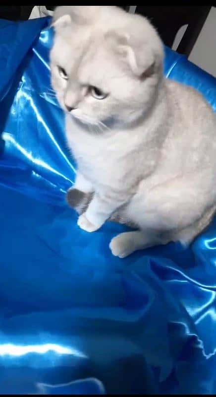 Scottish fold male 0