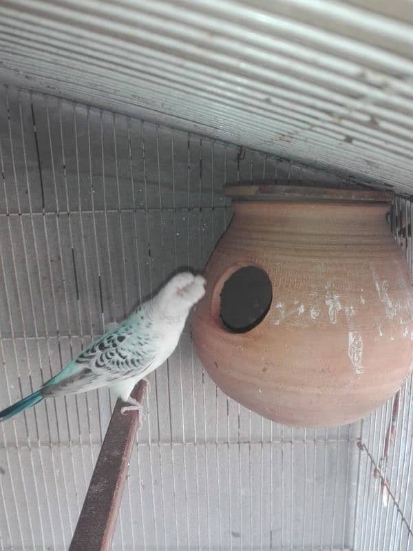 budgies with cage 0