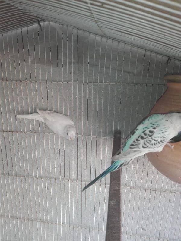 budgies with cage 1