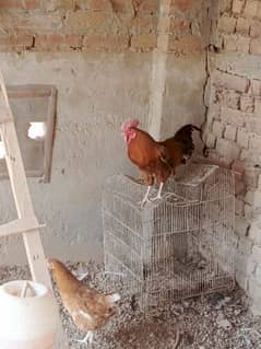 Dasi and mix  bread ky male murgy majood hn