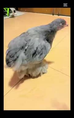 Grey Buff Rooster / Baby