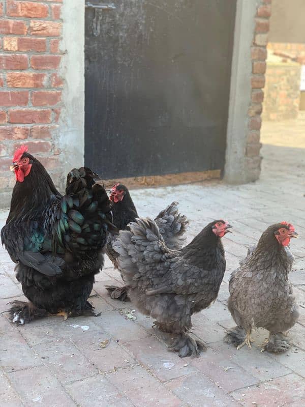 blue heavy buff and white silky eggs 0