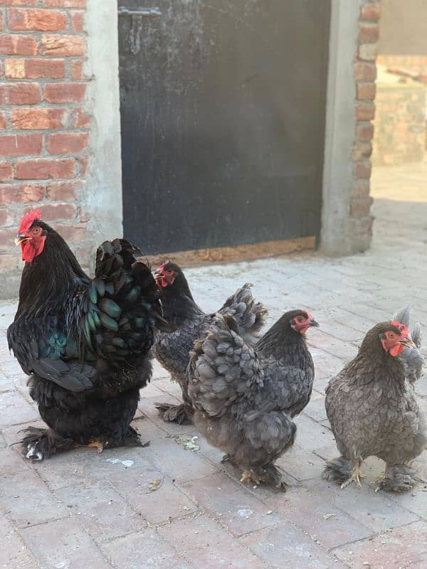 blue heavy buff and white silky eggs 1