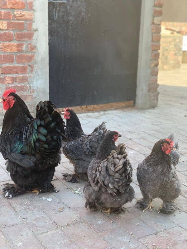 blue heavy buff and white silky eggs 2
