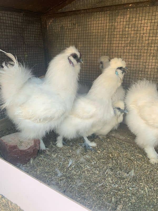 blue heavy buff and white silky eggs 3