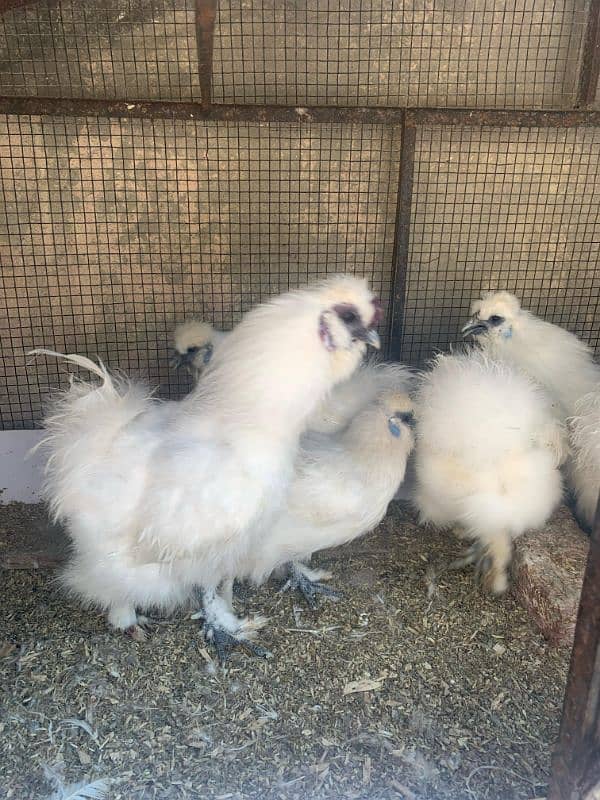 blue heavy buff and white silky eggs 4