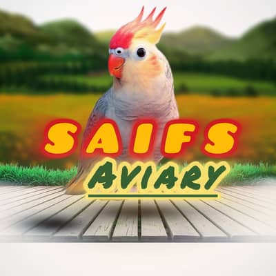 Saifs Aviary 