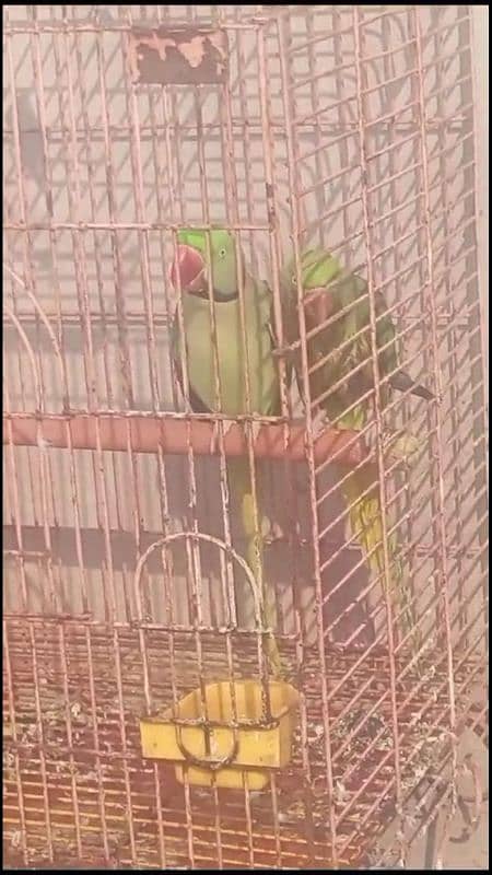 pure Kashmir raw gaurentee breeder pair huge size 03226959889 0