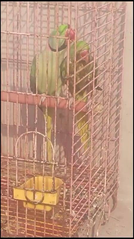 pure Kashmir raw gaurentee breeder pair huge size 03226959889 2