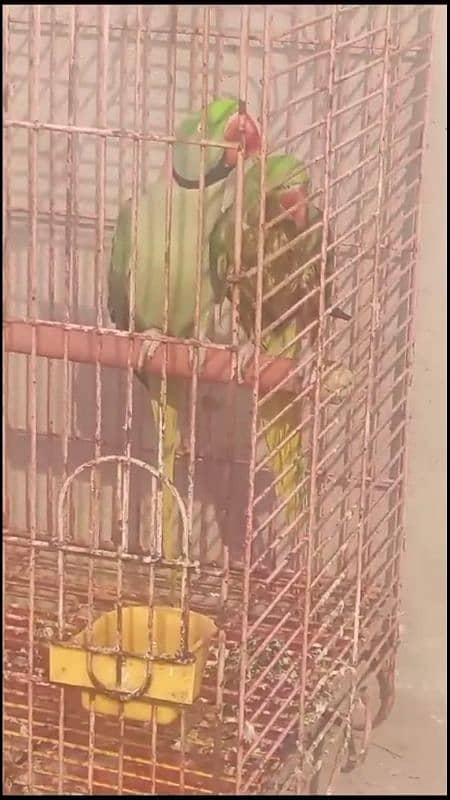 pure Kashmir raw gaurentee breeder pair huge size 03226959889 3