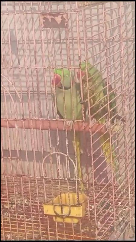 pure Kashmir raw gaurentee breeder pair huge size 03226959889 4