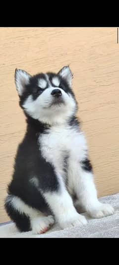 Siberian husky puppies For sale .