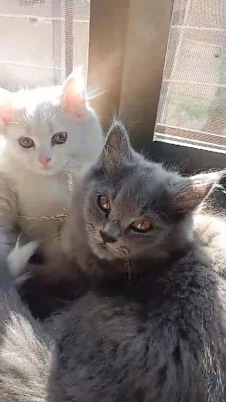 Persian Home cat with 2 baby 0
