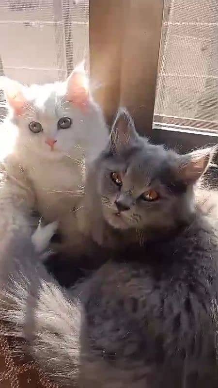 Persian Home cat with 2 baby 1