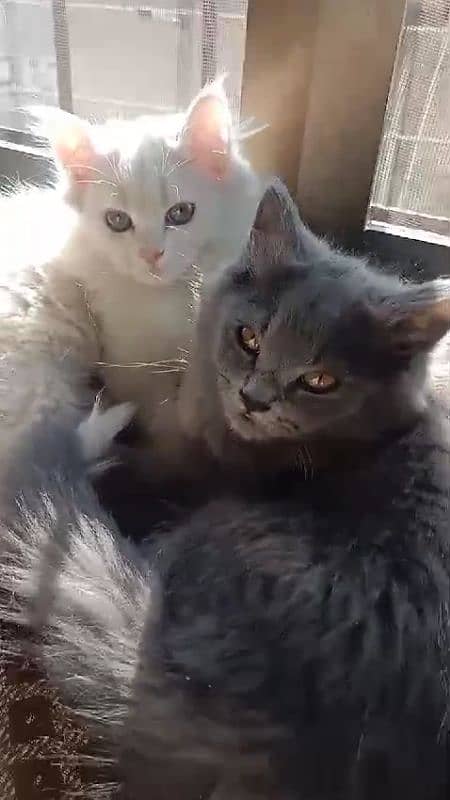 Persian Home cat with 2 baby 2