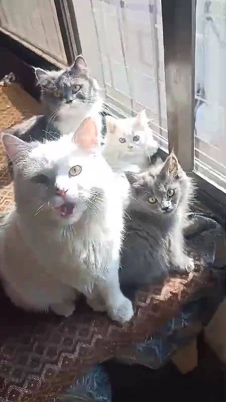 Persian Home cat with 2 baby 3