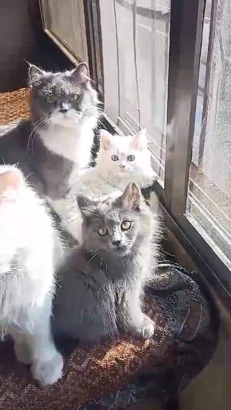 Persian Home cat with 2 baby 4