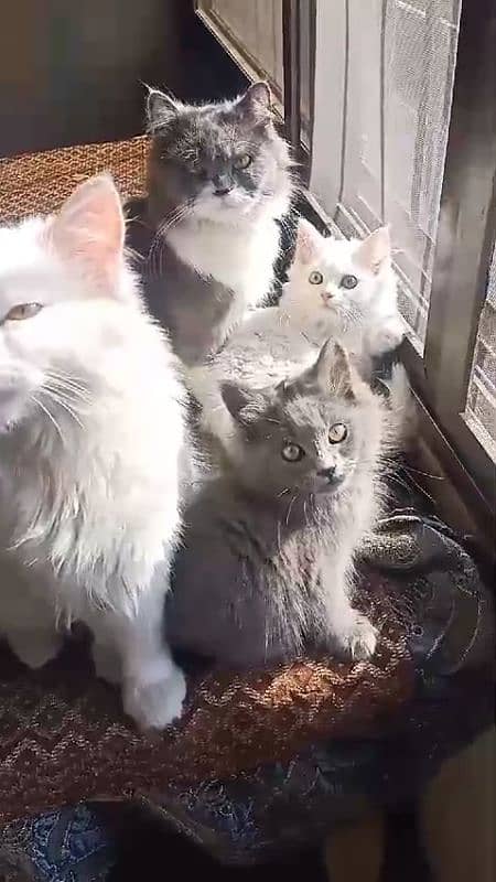 Persian Home cat with 2 baby 5