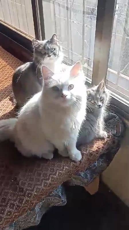 Persian Home cat with 2 baby 6